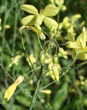 Fotografia 9 da espécie Brassica barrelieri no Jardim Botânico UTAD