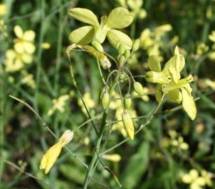 Fotografia da espécie Brassica barrelieri