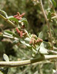 Atriplex halimus