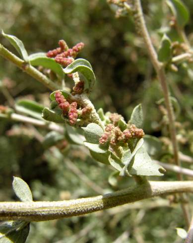 Fotografia de capa Atriplex halimus - do Jardim Botânico