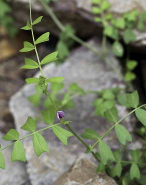 Fotografia 3 da espécie Vicia sativa subesp. cordata no Jardim Botânico UTAD