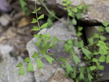 Fotografia da espécie Vicia sativa subesp. cordata