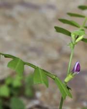 Fotografia da espécie Vicia sativa