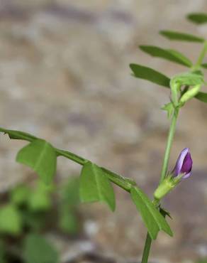 Fotografia 1 da espécie Vicia sativa subesp. cordata no Jardim Botânico UTAD