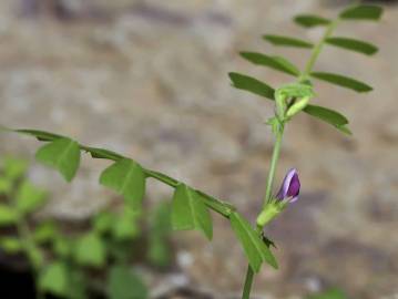 Fotografia da espécie Vicia sativa subesp. cordata