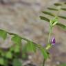 Fotografia 1 da espécie Vicia sativa subesp. cordata do Jardim Botânico UTAD