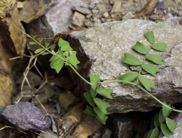 Fotografia da espécie Vicia sativa subesp. cordata