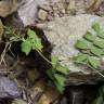 Fotografia 4 da espécie Vicia sativa subesp. cordata do Jardim Botânico UTAD