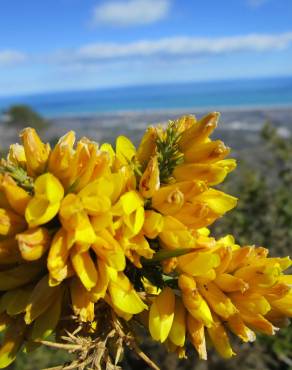 Fotografia 3 da espécie Ulex parviflorus no Jardim Botânico UTAD