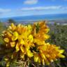 Fotografia 3 da espécie Ulex parviflorus do Jardim Botânico UTAD