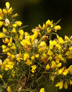 Fotografia 1 da espécie Ulex parviflorus no Jardim Botânico UTAD