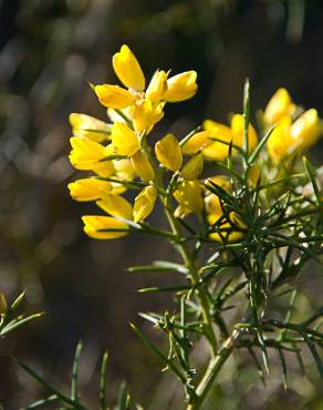 Fotografia 5 da espécie Ulex parviflorus no Jardim Botânico UTAD