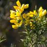 Fotografia 5 da espécie Ulex parviflorus do Jardim Botânico UTAD