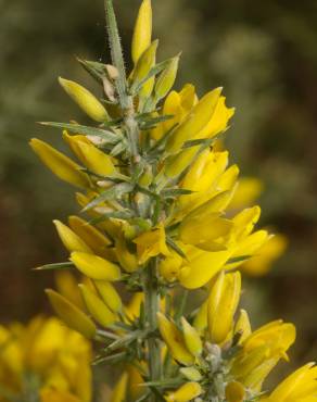 Fotografia 6 da espécie Ulex parviflorus no Jardim Botânico UTAD