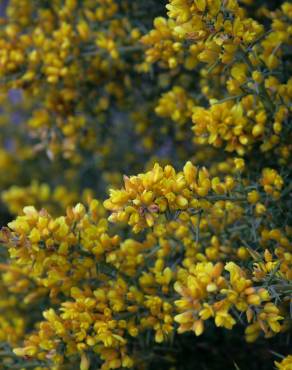 Fotografia 7 da espécie Ulex parviflorus no Jardim Botânico UTAD