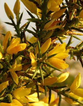 Fotografia 8 da espécie Ulex parviflorus no Jardim Botânico UTAD