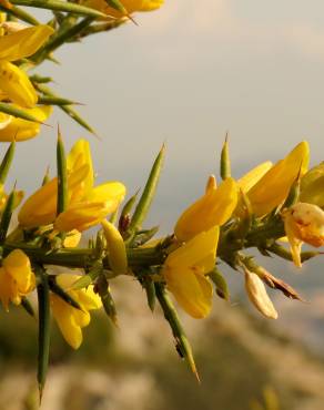 Fotografia 9 da espécie Ulex parviflorus no Jardim Botânico UTAD