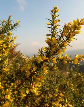 Fotografia 10 da espécie Ulex parviflorus no Jardim Botânico UTAD