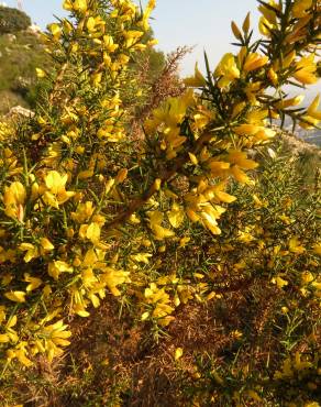 Fotografia 11 da espécie Ulex parviflorus no Jardim Botânico UTAD