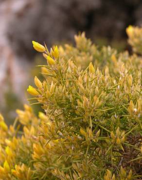 Fotografia 12 da espécie Ulex parviflorus no Jardim Botânico UTAD