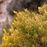 Fotografia 12 da espécie Ulex parviflorus do Jardim Botânico UTAD