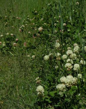 Fotografia 2 da espécie Trifolium repens no Jardim Botânico UTAD