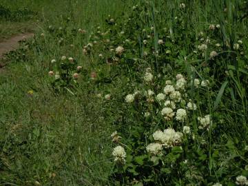 Fotografia da espécie Trifolium repens