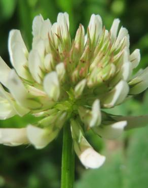 Fotografia 4 da espécie Trifolium repens no Jardim Botânico UTAD