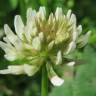 Fotografia 4 da espécie Trifolium repens do Jardim Botânico UTAD