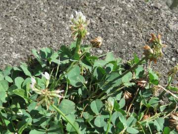 Fotografia da espécie Trifolium repens