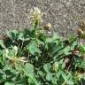 Fotografia 5 da espécie Trifolium repens do Jardim Botânico UTAD