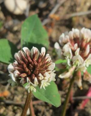 Fotografia 6 da espécie Trifolium repens no Jardim Botânico UTAD