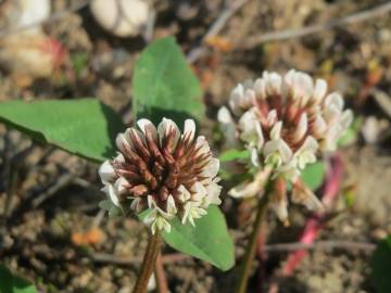 Fotografia da espécie Trifolium repens