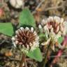 Fotografia 6 da espécie Trifolium repens do Jardim Botânico UTAD