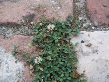 Fotografia da espécie Trifolium repens