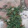 Fotografia 7 da espécie Trifolium repens do Jardim Botânico UTAD