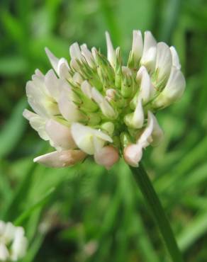 Fotografia 8 da espécie Trifolium repens no Jardim Botânico UTAD