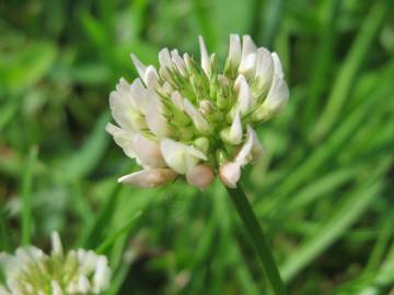 Fotografia da espécie Trifolium repens