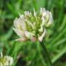 Fotografia 8 da espécie Trifolium repens do Jardim Botânico UTAD