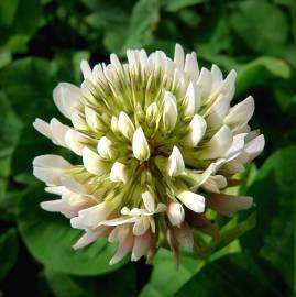 Fotografia da espécie Trifolium repens