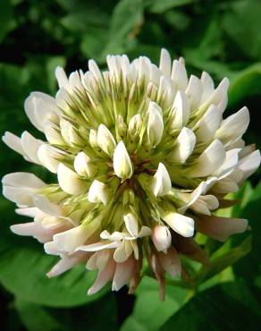 Fotografia 9 da espécie Trifolium repens no Jardim Botânico UTAD