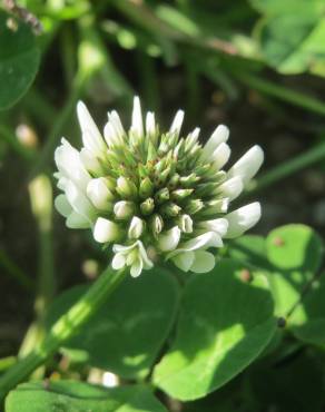 Fotografia 1 da espécie Trifolium repens no Jardim Botânico UTAD