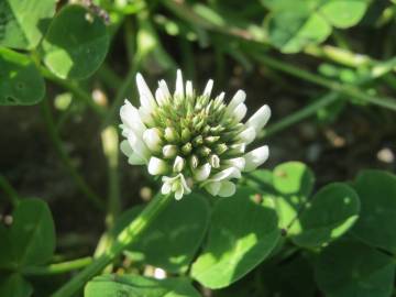 Fotografia da espécie Trifolium repens