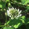 Fotografia 1 da espécie Trifolium repens do Jardim Botânico UTAD