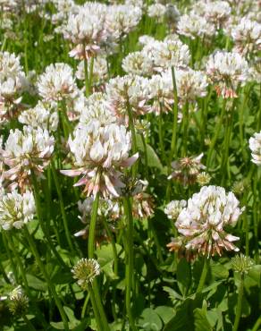 Fotografia 10 da espécie Trifolium repens no Jardim Botânico UTAD