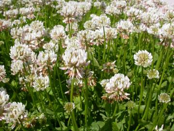 Fotografia da espécie Trifolium repens