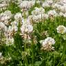 Fotografia 10 da espécie Trifolium repens do Jardim Botânico UTAD