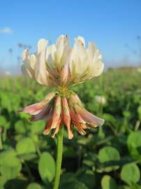 Fotografia da espécie Trifolium repens