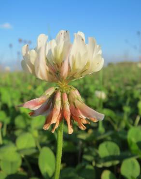 Fotografia 11 da espécie Trifolium repens no Jardim Botânico UTAD