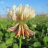 Fotografia 11 da espécie Trifolium repens do Jardim Botânico UTAD